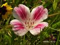 clarkia